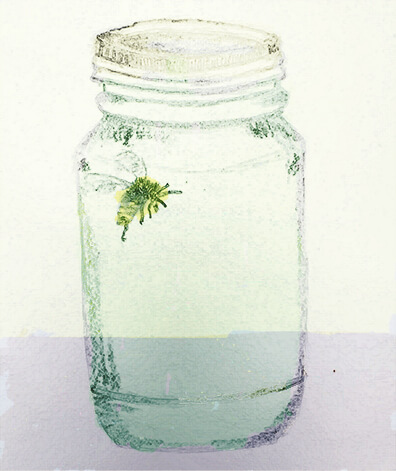 image from The Bee and the Butterfly